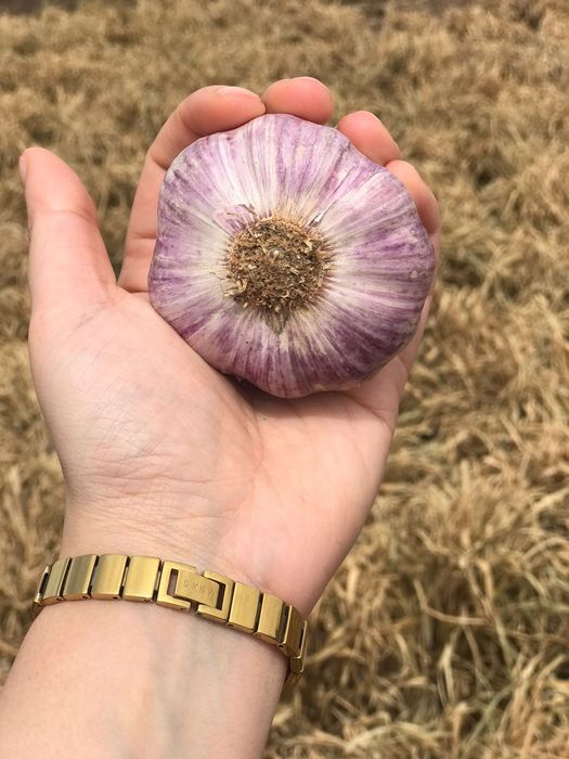 Usturoi nou 2025 rosu roșu