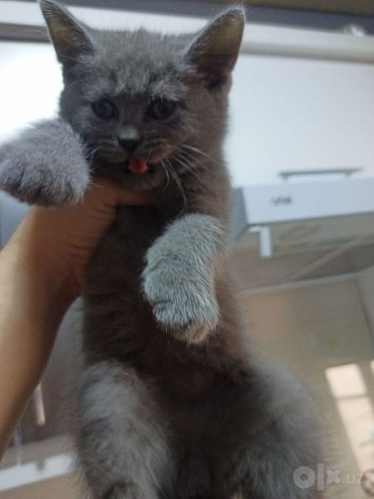 Продаются котята скоттиш страйт