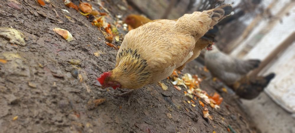 Тауык кораз сатылады