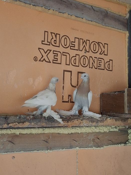 Продам голубей бойных