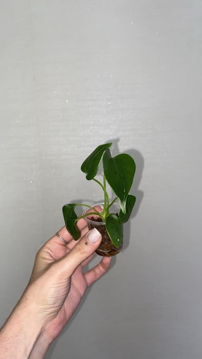 сортовые антуриумы сильвер блаш и вейчи