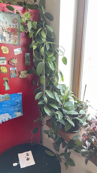 Продам комнатные цветы