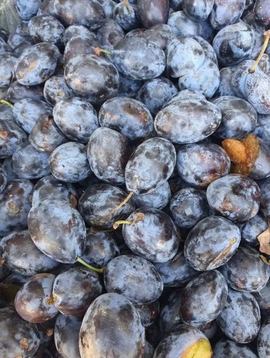 Prune pentru țuică!