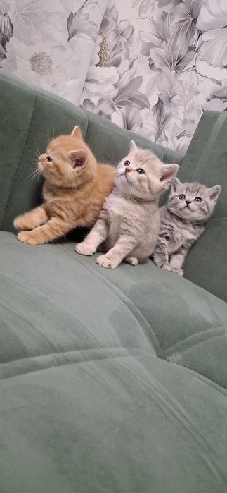 Шотландские скоттиш страйт котята