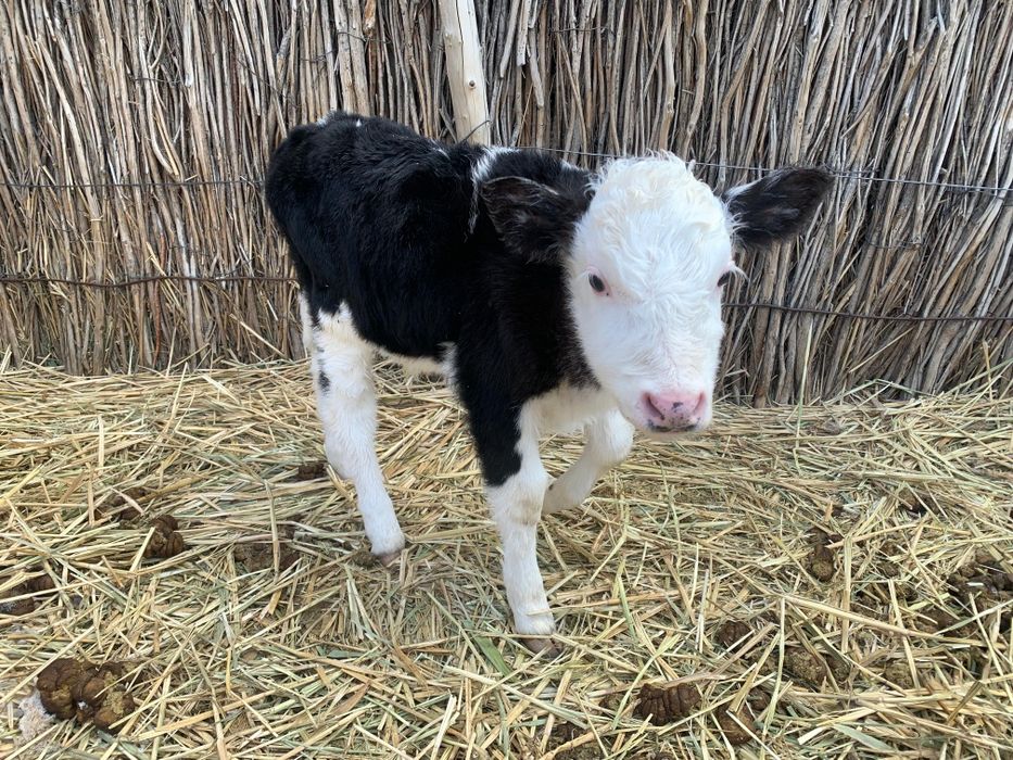 Бұзаулы сиыр сатылады