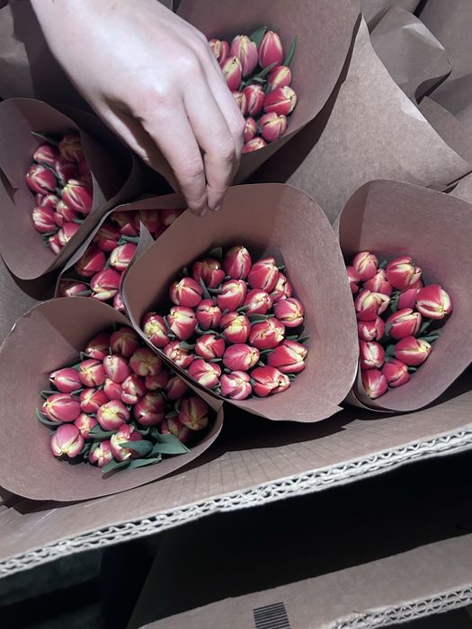 Тюльпан оптом 380