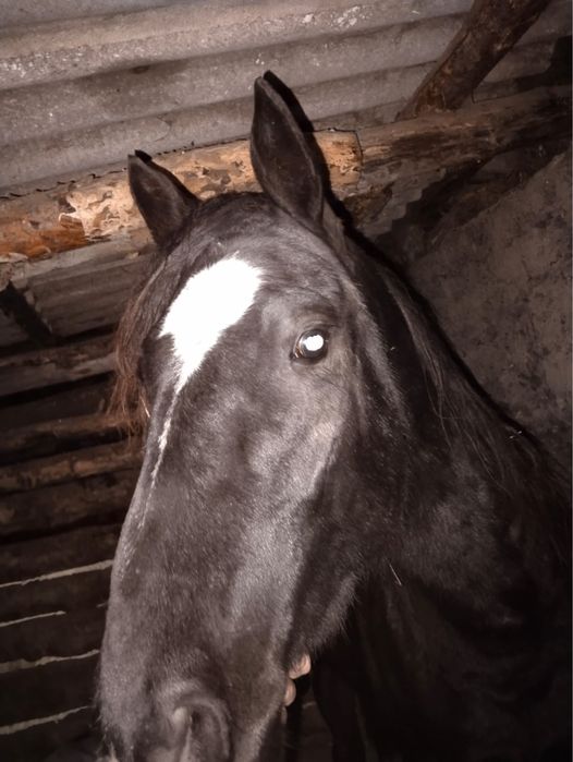 3 Жасар байтал сатылады