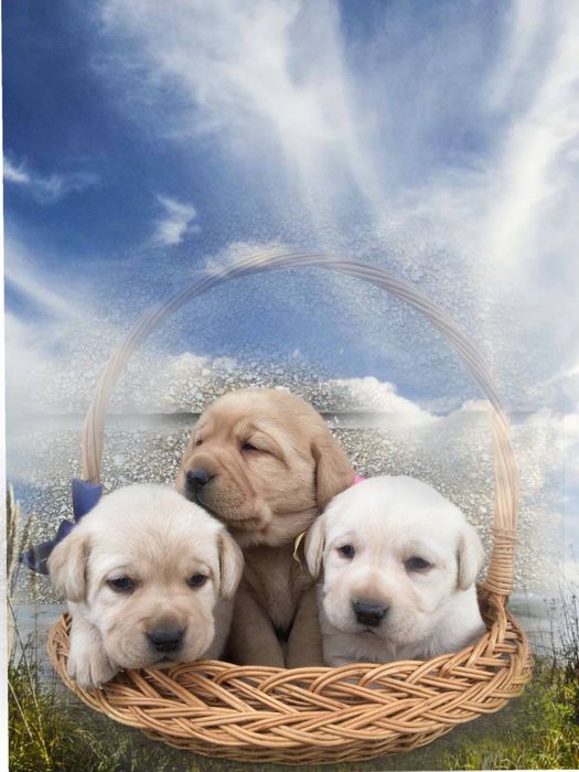 Щенки лабрадора ретривера