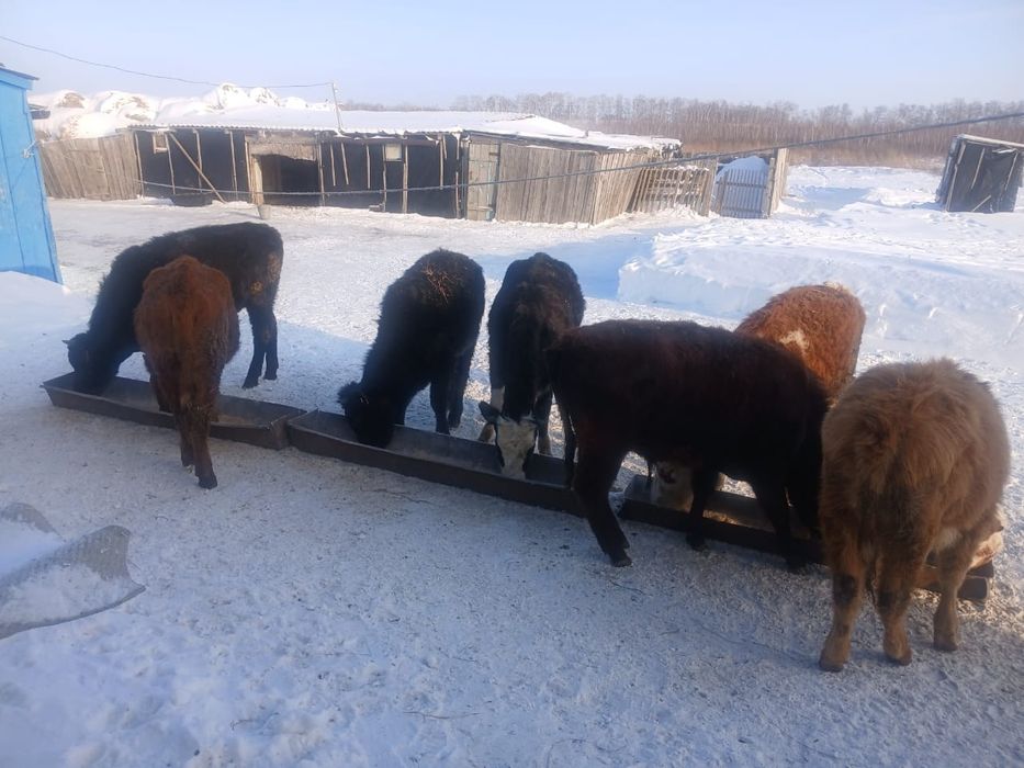 Продам 5 телок 2 бычка