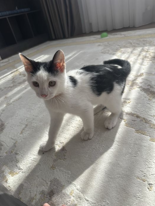 Котенок мальчик домашний