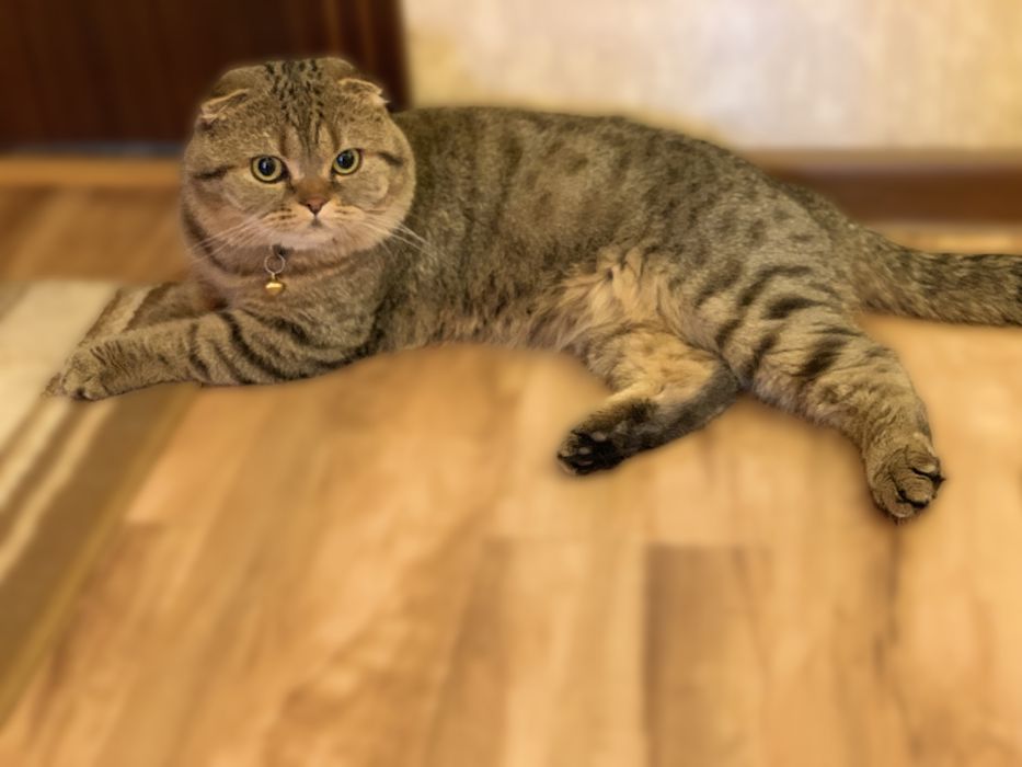 Вязка ! Кот Лео киз мушуклани вязкага таклиф килади