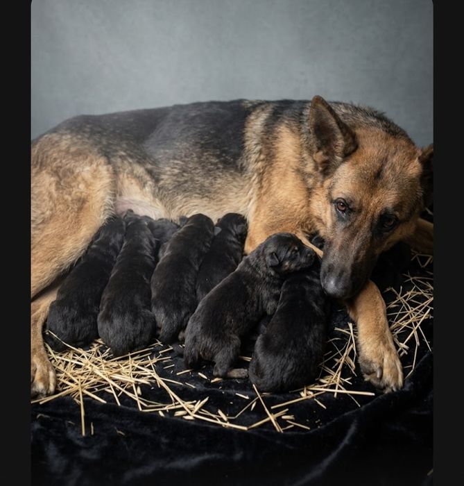 Продаются щенки ВЕО овчарки