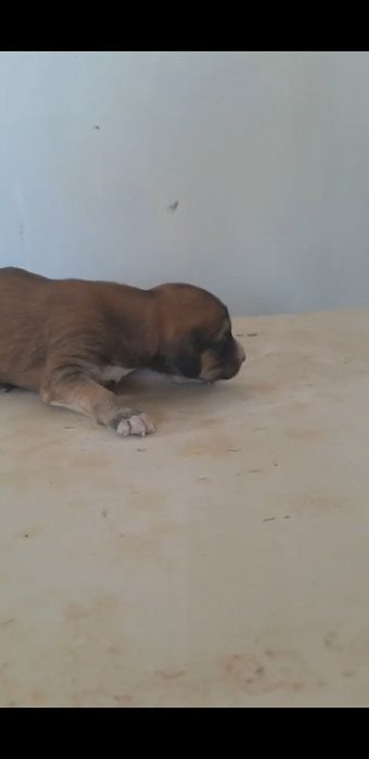 Құмай тазы күшіктер сатылады