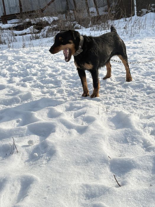 Ягдтерьер!!!для ВЯЗКА