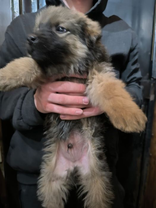 Щенки в добрые руки