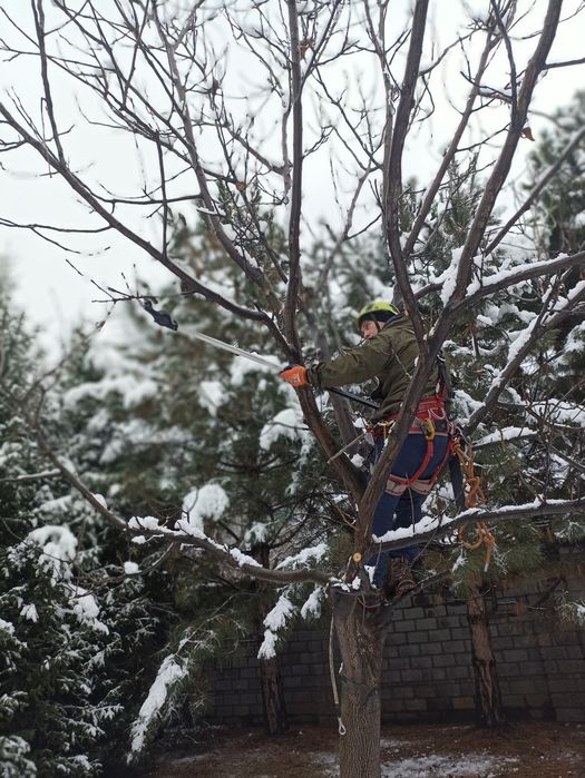 Обрезка плодовых деревьев