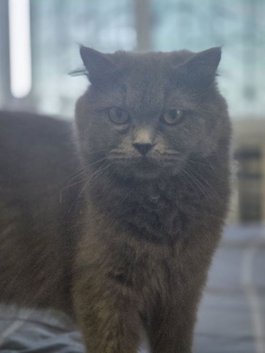 Продам семейку кошек и котят