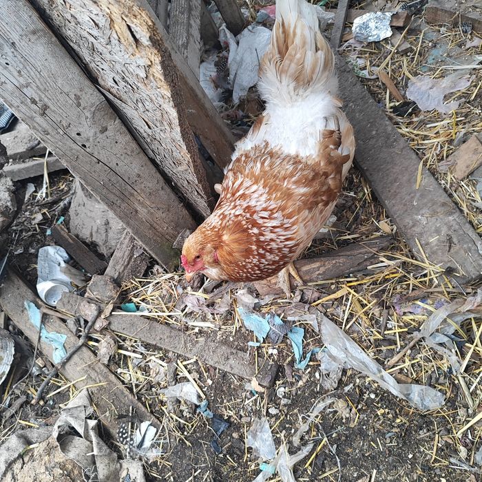 Пилета, селски , виандот, маран, микс