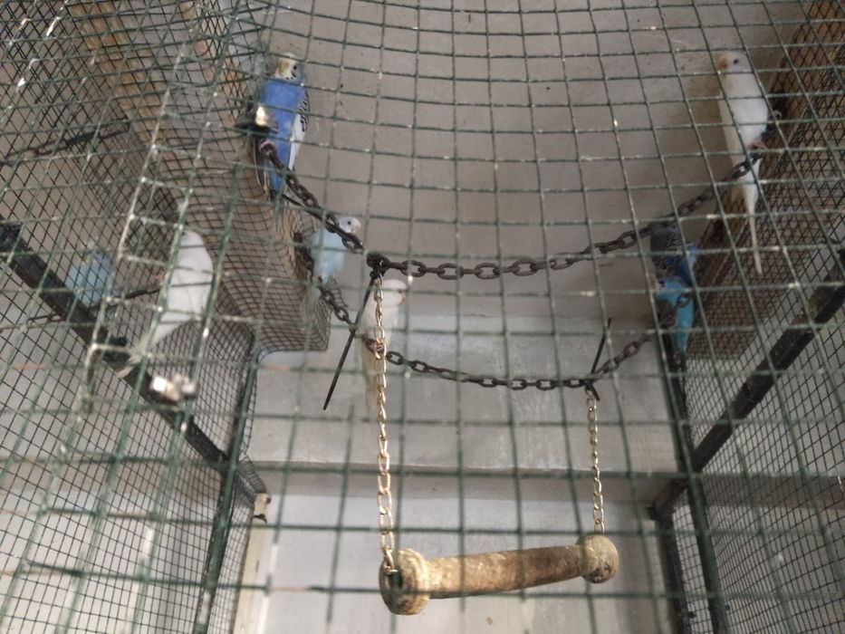 Peruș mai multe culori