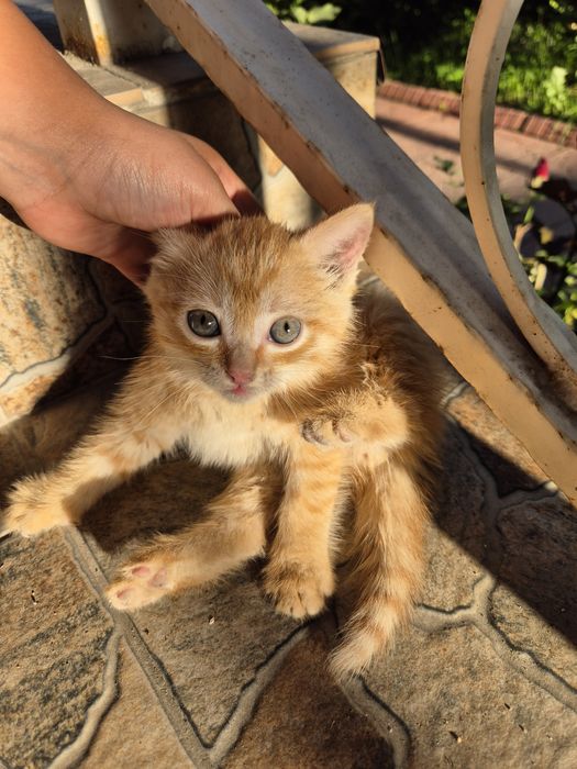 Рыжий котёнок,  мальчик
