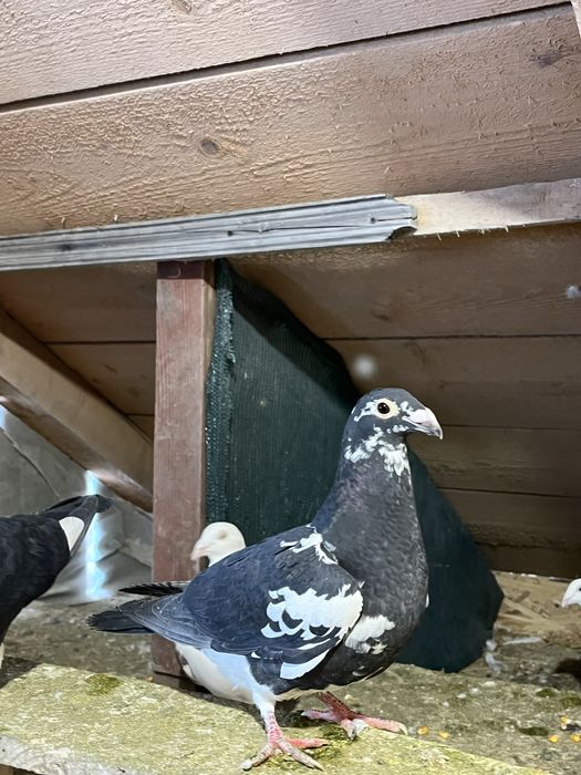 Stil vechi de galati schimb