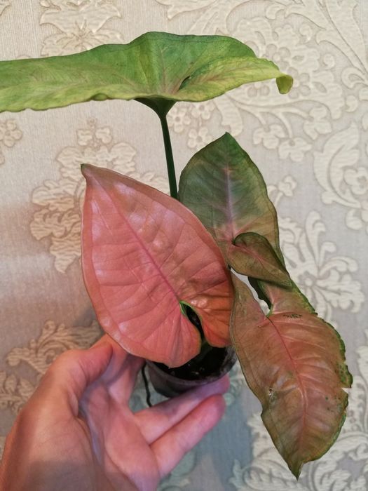 Комнатные растения