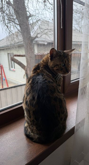 Животные бенгальский кот