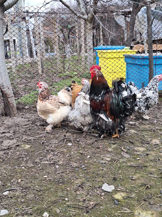 Продавам оплодени яйца от кохин стандарт