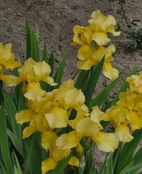 Ирисы многолетние