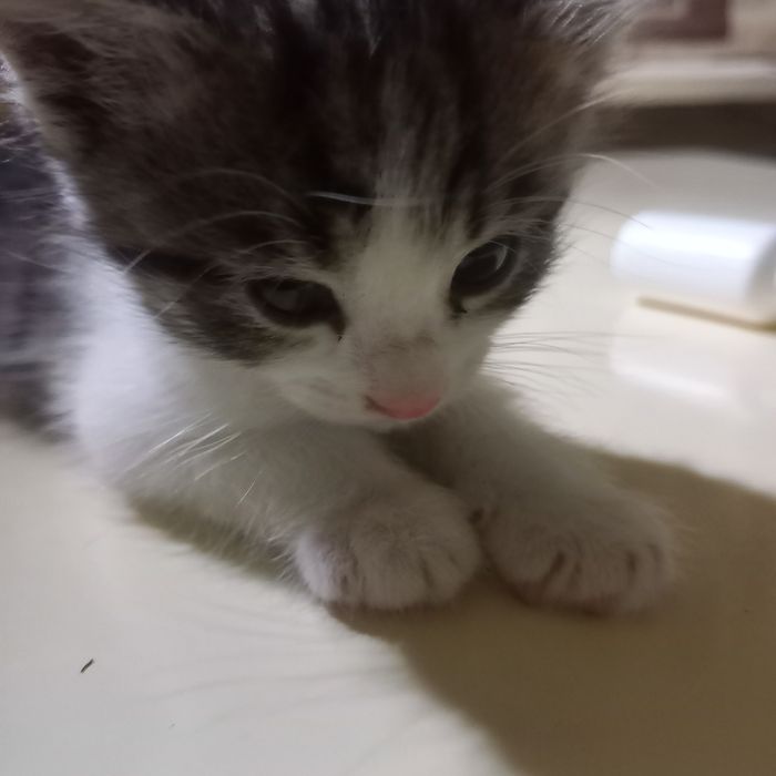 Котята  мальчики один месяц