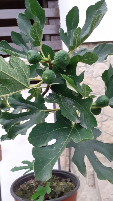 Smochini de vânzare