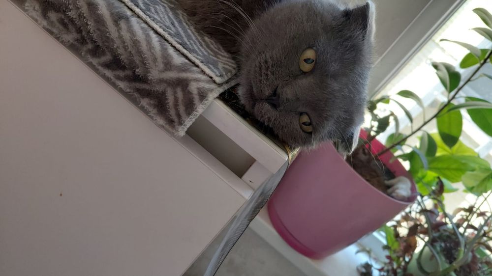 Котик шотландский вислоухий бесплатно