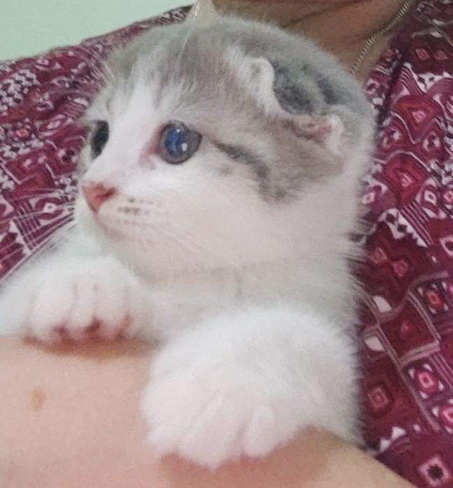 Котенок, 2 месяца, девочка