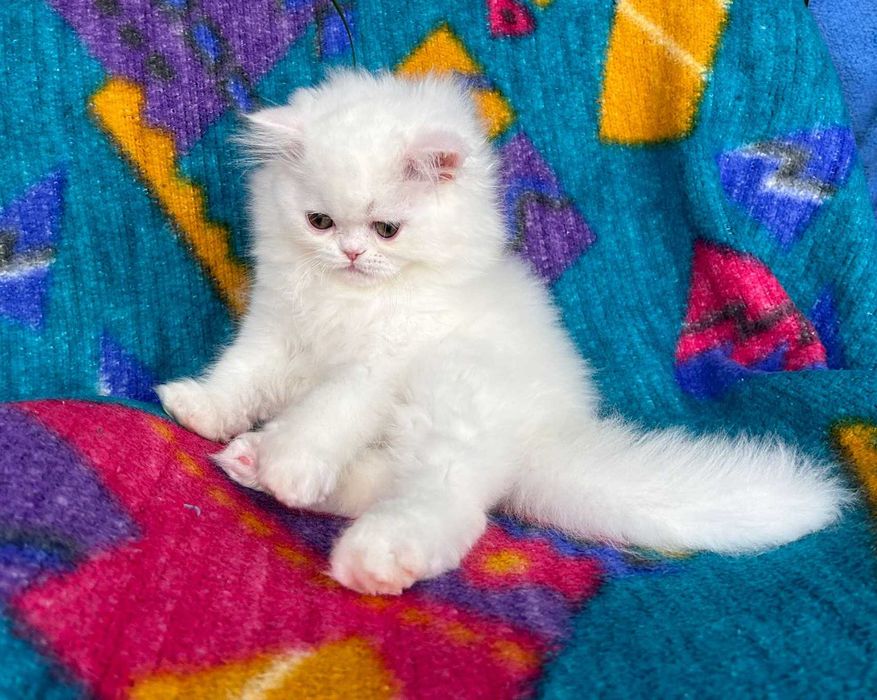 Scottish Straight Longhair cu Pedigree - Cadou perfect Valentine's Day