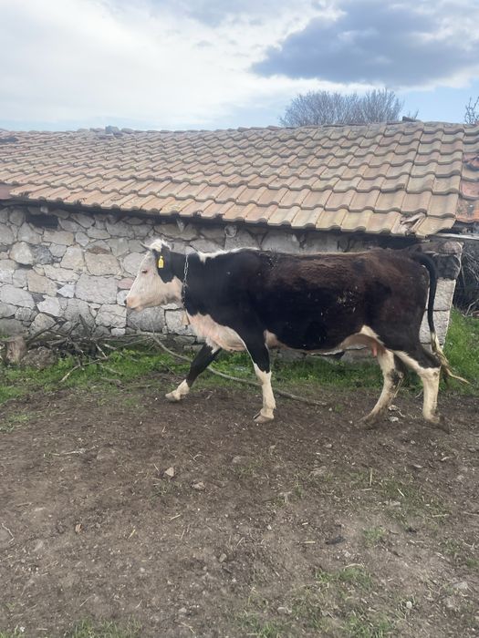 Продавам Крави юници за  курбан