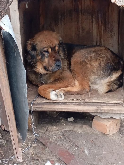 Чистокровная девочка тобет