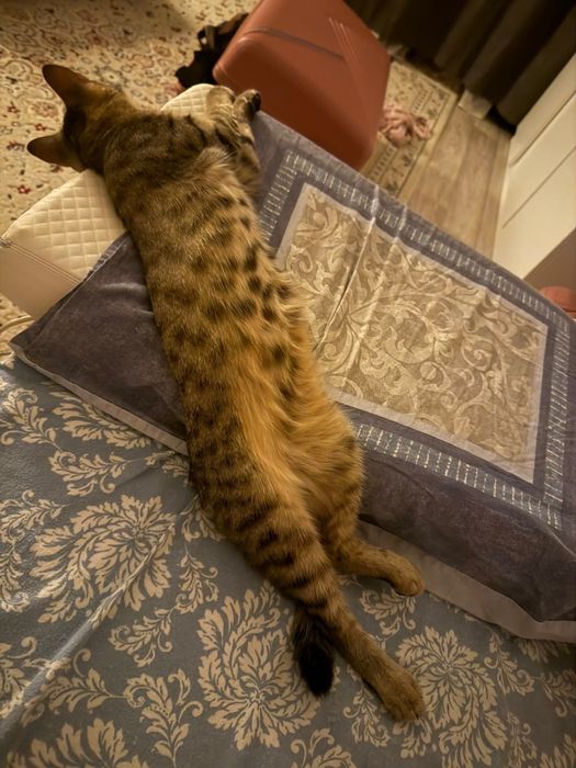 Отдам кошку в добрые руки