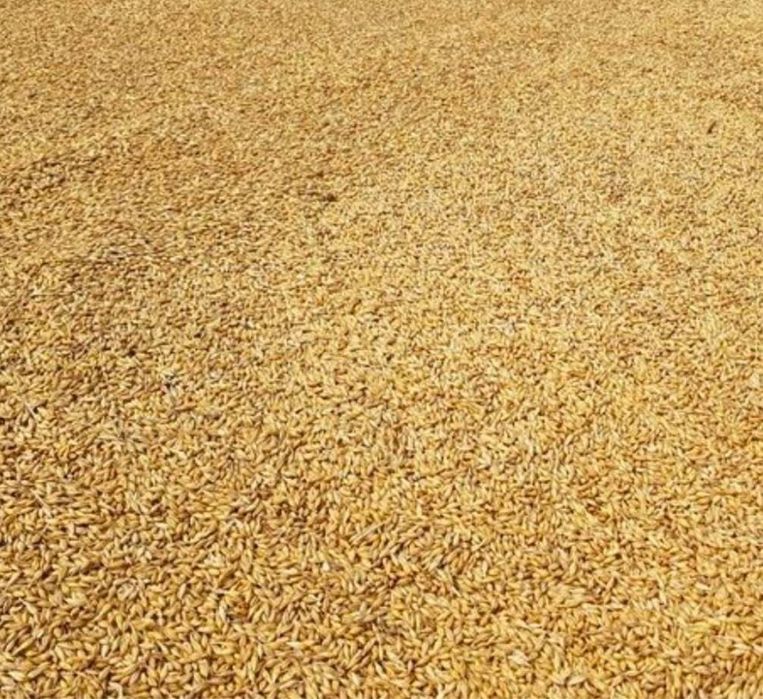 Cereale / Furaje de vanzare