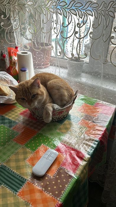 Помогите найти кота