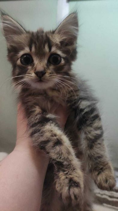Отдам котят бесплатно