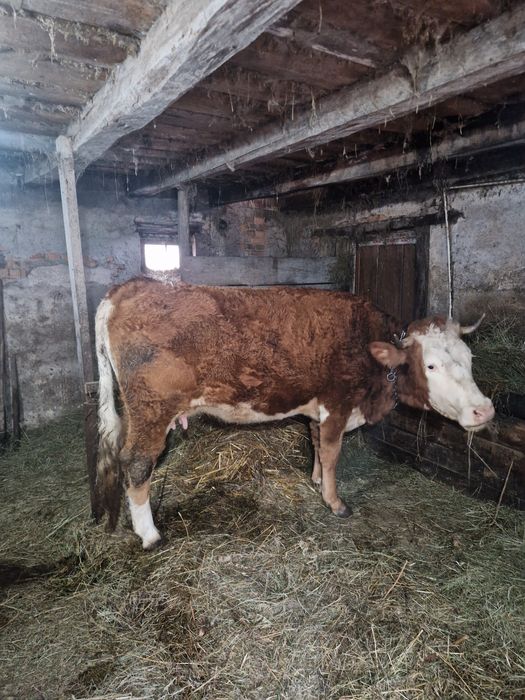 Vând vacă bălțată românească