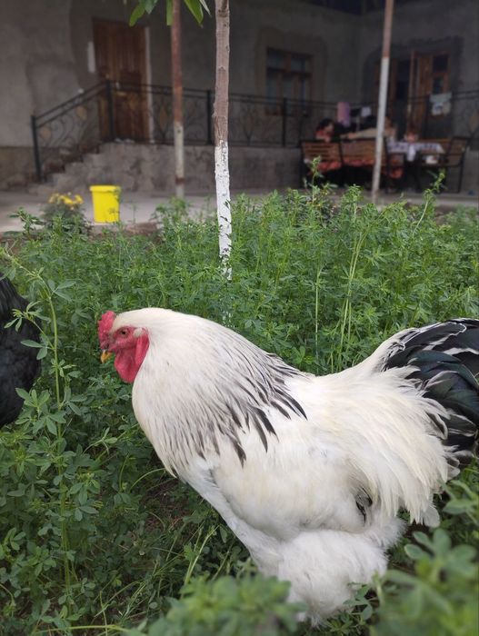 Брама белый -Черный принц