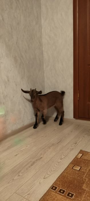 Продам  козлёнка