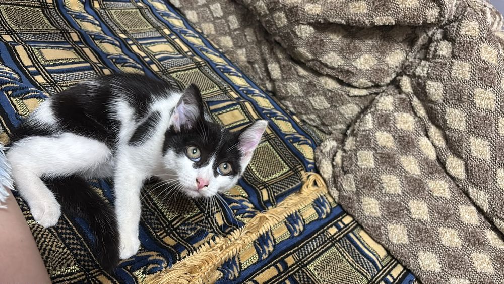 Отдам котёнка в хорошие руки