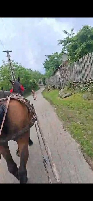 Vând iapă  gestantă