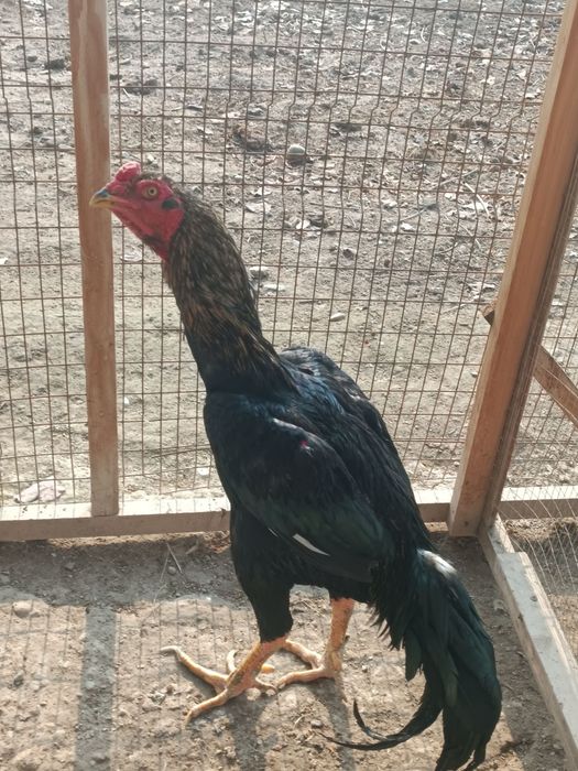 Тулек хороз сотилади