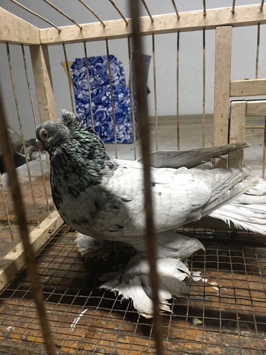 Продам чубатого челкарь самец