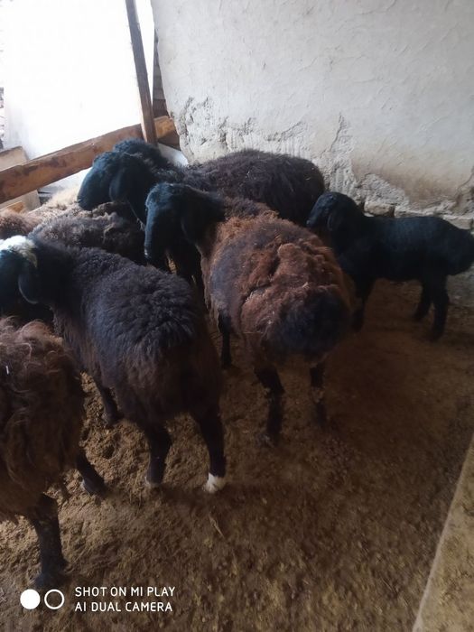 Jaydari qoyla sotiladi hammasi bôgoz qochqorlayam bor