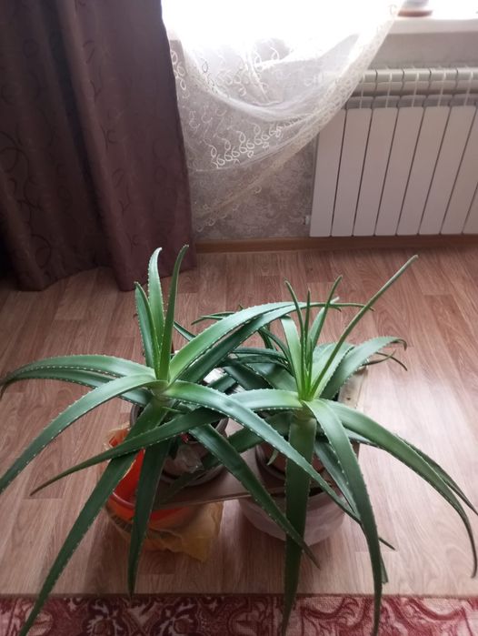 Продам цветы алоэ