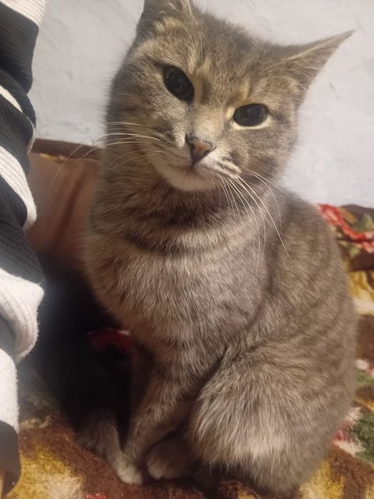 Стерилизованная кошечка ищет дом